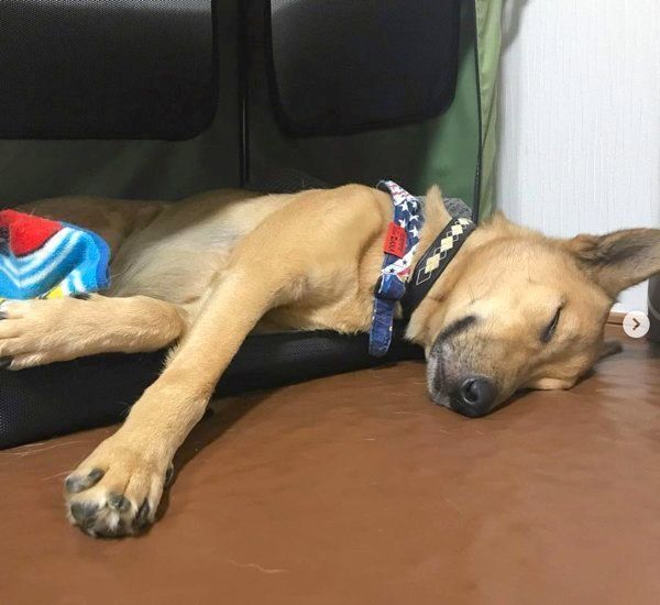 元保護犬・こたろうくん