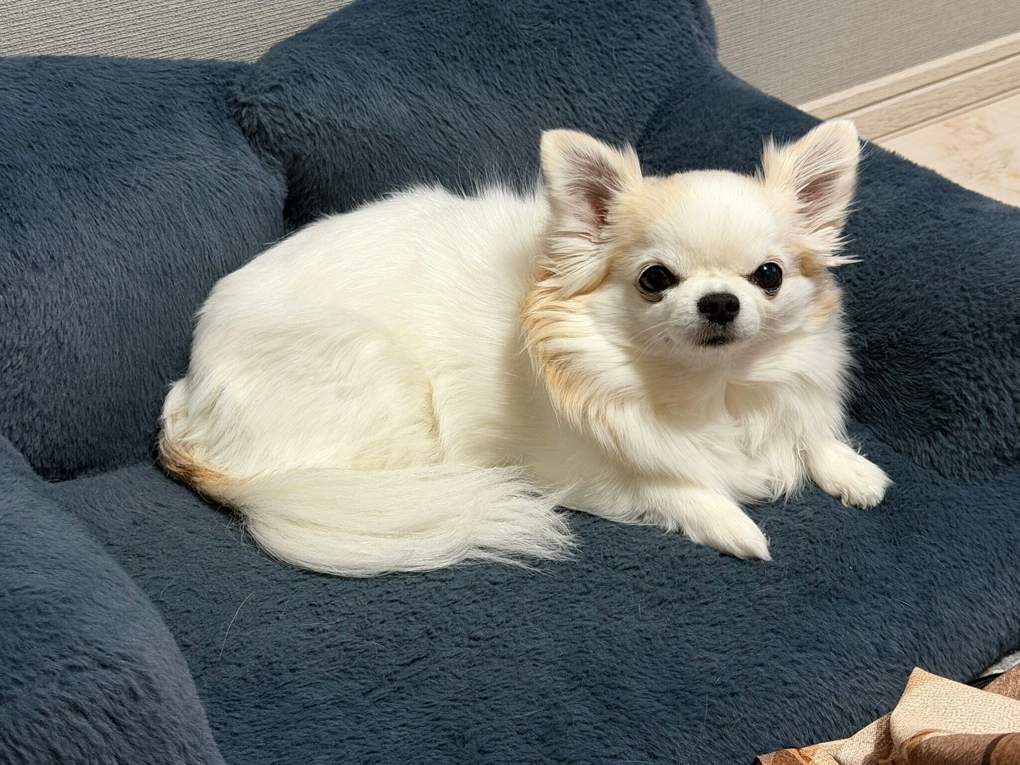 満足そうな小羽ちゃん