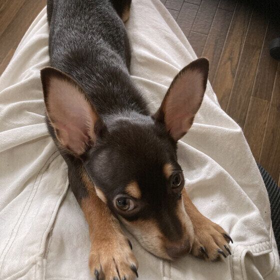 犬が伸びをする理由は? 頻繁に体を伸ばすときの注意点とは いぬのきもち