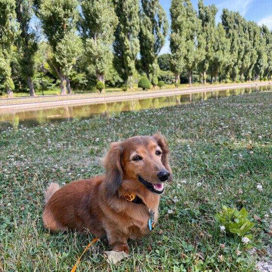 ミニチュア・ダックスフンドのにのくん♪