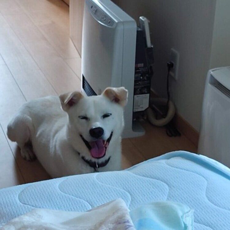 朝起きた飼い主さんを迎える笑顔のじろーさん