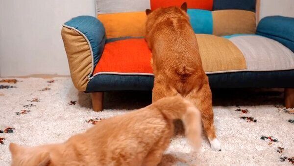 犬のちいくんの足の間を通る猫のととろちゃん