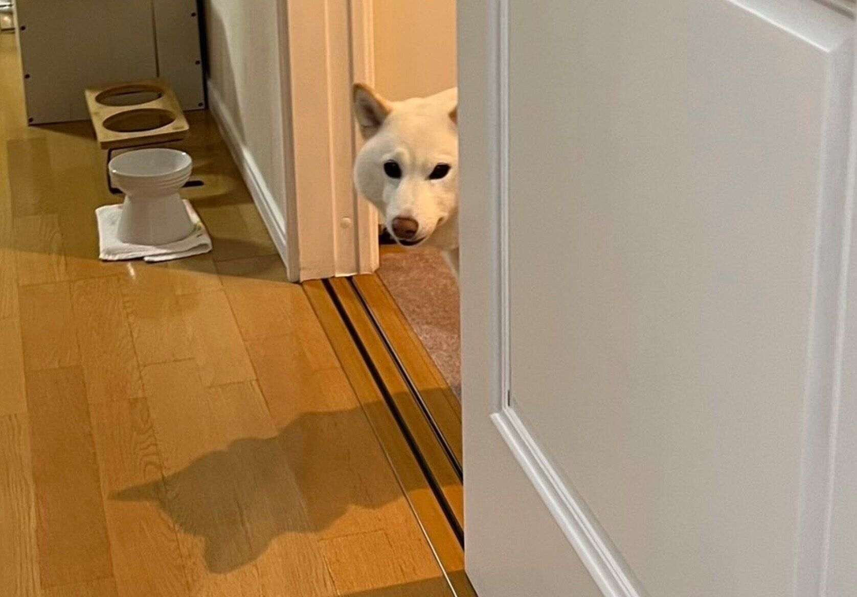 飼い主さんを監視するチョビちゃん