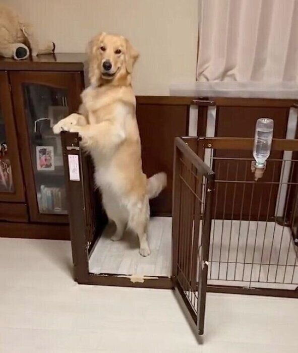 ケージの中でおりこうさんに待つ小春ちゃん