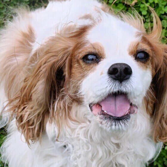 まぶしそうなキャバリア犬