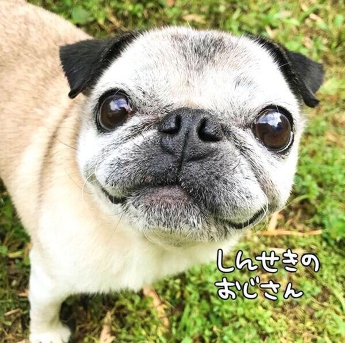 飼い主が草刈りをしたら 満足気に笑う 犬にツッコミの嵐 連載でもおなじみパグ犬 めーちゃんの魅力に迫る いぬのきもちweb Magazine 飼い主が草刈りをしたら 満足気に笑う 犬にツッコミの嵐 連載でもおなじみパグ犬 めーちゃんの魅力に迫る いぬのきもちweb Magazine