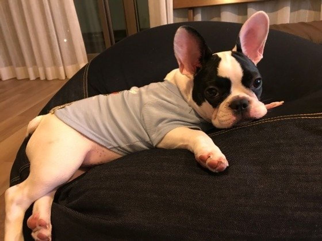 獣医師監修 犬のため息にはどんな理由があるの ため息をつきやすい犬種も いぬのきもちweb Magazine 獣医師監修 犬のため息にはどんな理由があるの ため息をつきやすい犬種も いぬのきもちweb Magazine
