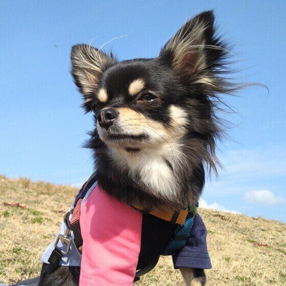 オス犬を家族に迎える前に考えておきたいこと いぬのきもち