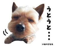 ひじきちゃんのスタンプ