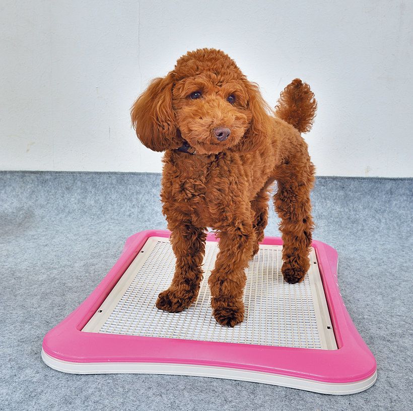 うれション ウンチ中動く 愛犬のトイレ問題を解決する目ウロコテク いぬのきもちweb Magazine