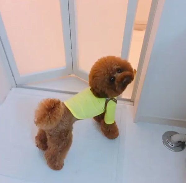 お風呂を覗くトイ・プードル