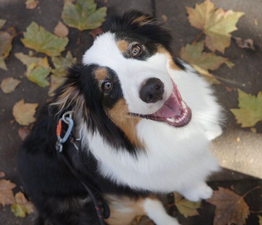 ニコニコ笑顔を見せるコペルニクスくん