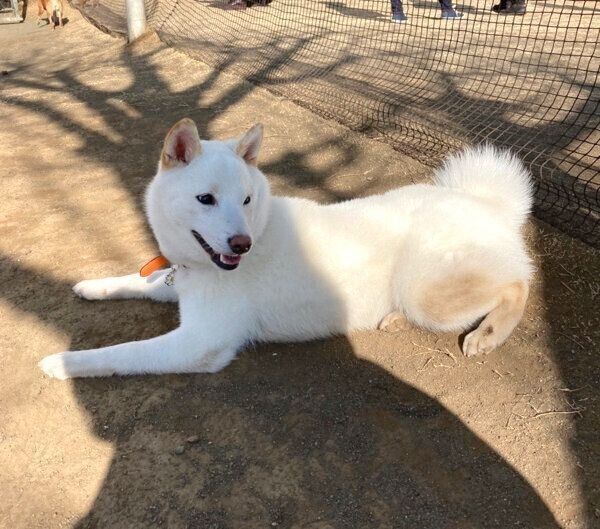 ドッグランでくつろぐ雪海ちゃん