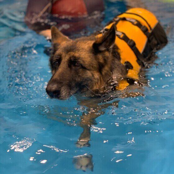 ジャーマン・シェパード・ドッグのたまちゃん