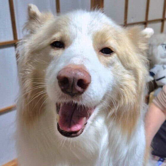 にっこり顔のバニラちゃん