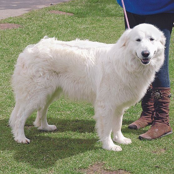 マレンマ・シープドッグ