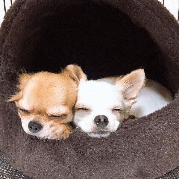 チワワのパッチくんとサラちゃん