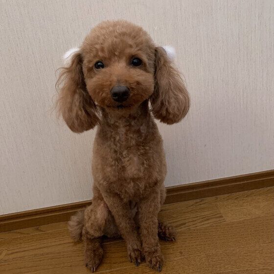 トイ・プードルのくるみちゃん