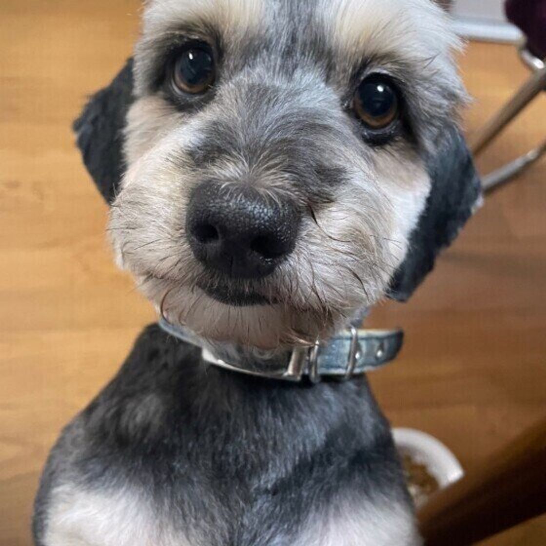 皮膚の色が変わった 犬に シミ ができる理由を獣医師が解説 いぬのきもちweb Magazine 皮膚の色が変わった 犬に シミ ができる理由を獣医師が解説 いぬのきもちweb Magazine