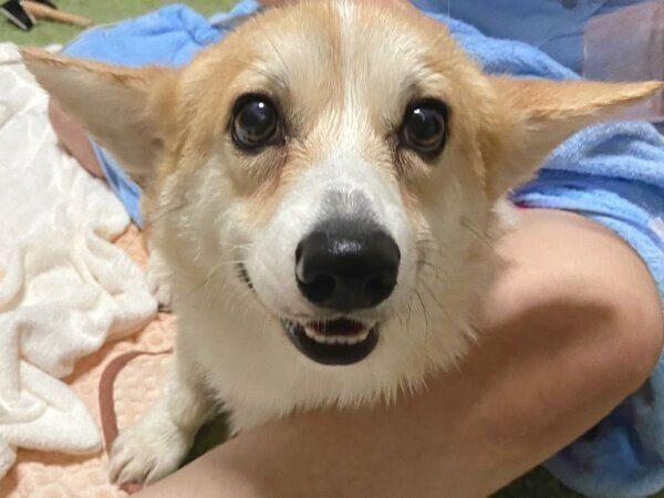 ヒコーキ耳をするくまくん