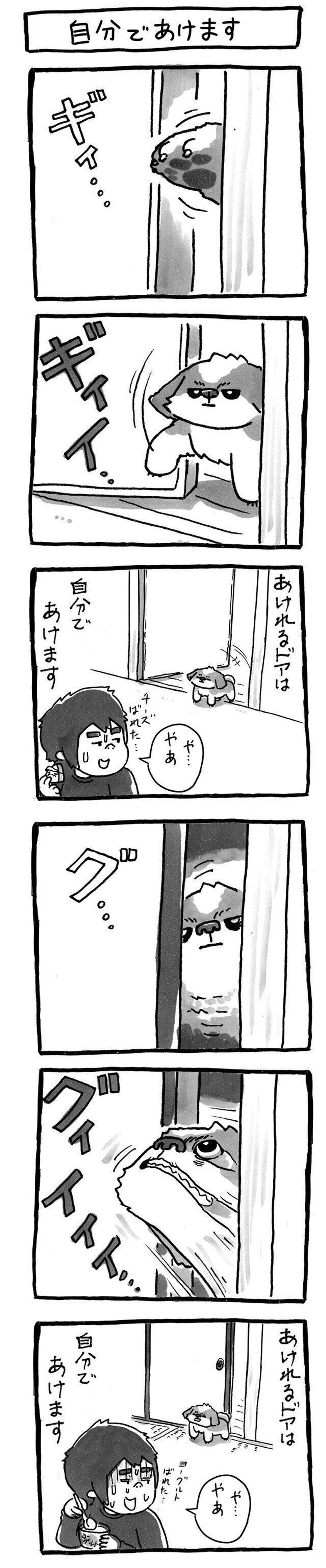 賢い犬は手も使えるし 頭も 使える 連載 シーズー犬のてんぽ 第118回 いぬのきもちweb Magazine 賢い犬は手も使えるし 頭も 使える 連載 シーズー犬のてんぽ 第118回 いぬのきもちweb Magazine