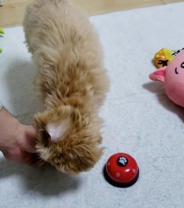 おやつを食べるドルちゃん