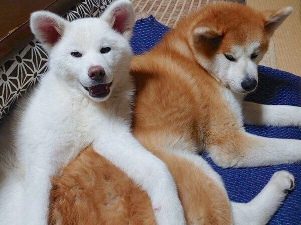 仲良くくっつく福くんと白ちゃん