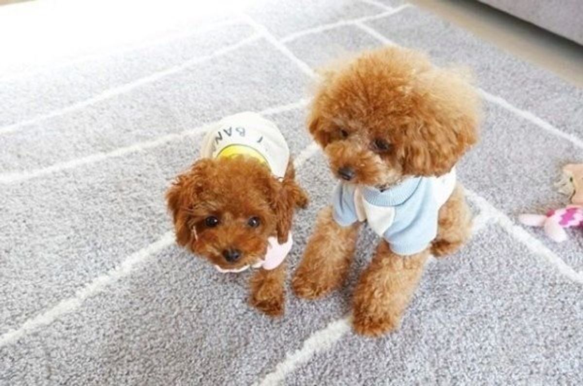 はじめての靴 に挑戦した兄妹ワンコ 予想どおり結果 急成長 いぬのきもちweb Magazine はじめての靴 に挑戦した兄妹ワンコ 予想どおり結果 急成長 いぬのきもちweb Magazine