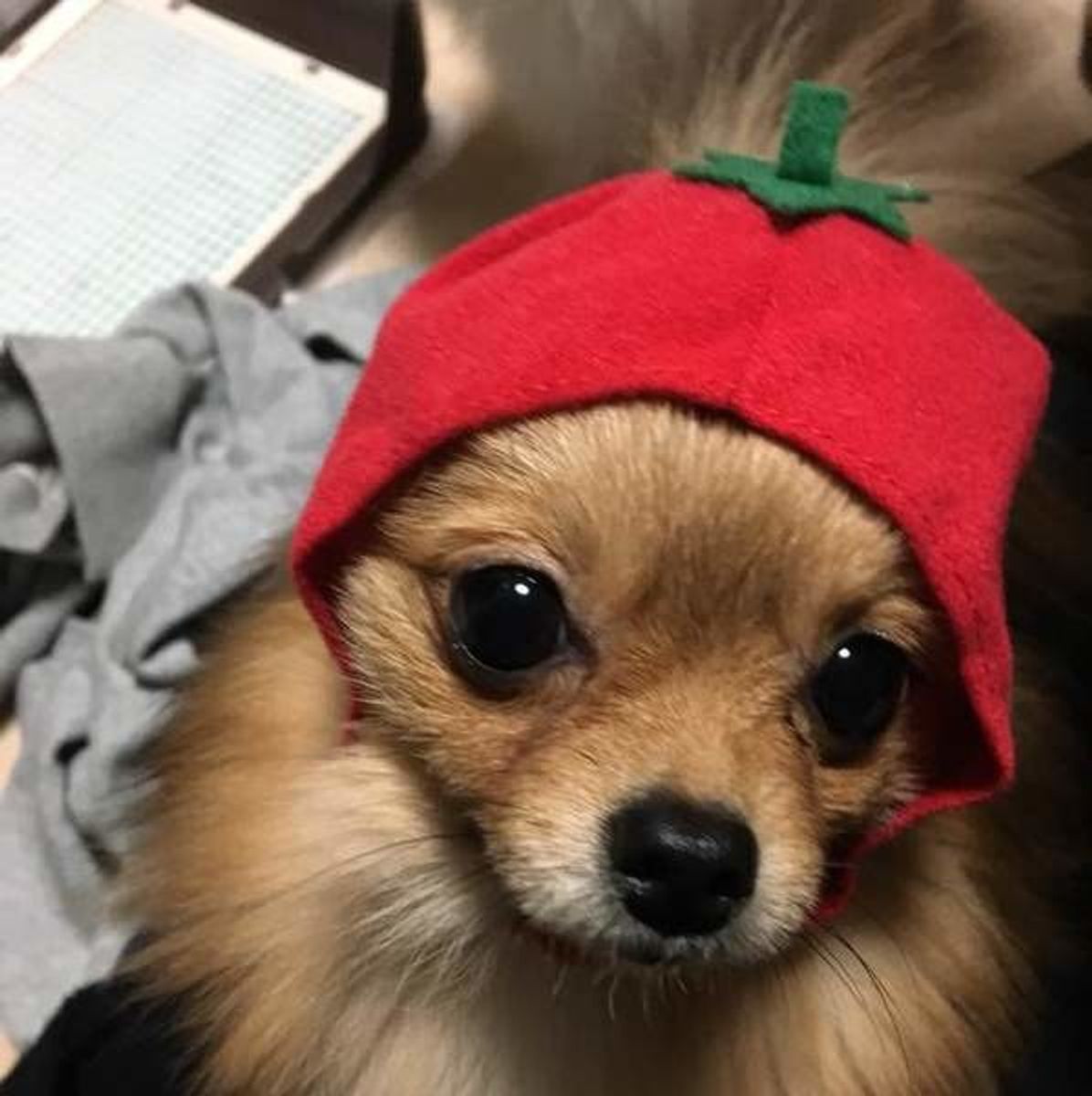 鳴き声で愛犬の本音が分かるかも シーン別に犬の気持ちを考えてみた いぬのきもちweb Magazine 鳴き声で愛犬の本音が分かるかも シーン別に犬の気持ちを考えてみた いぬのきもちweb Magazine