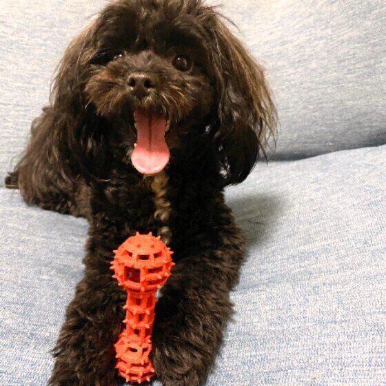 おもちゃで遊ぶMix犬