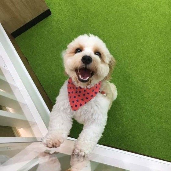 幼稚園体験中のミックス犬