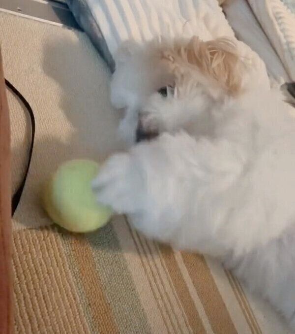 やる気のないボール遊びをするもちまるくん