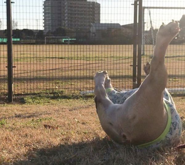 フレンチ・ブルドッグのぽん太ちゃん