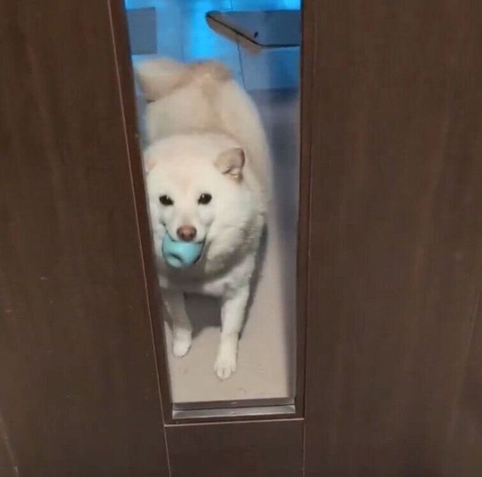 歓迎する餅子ちゃん
