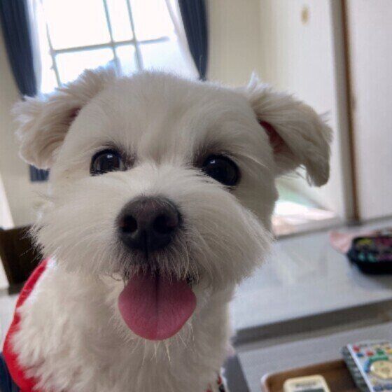 舌を出す小型Mix犬