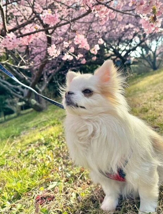 桜の下でおやつを見つめるチワワ 14才