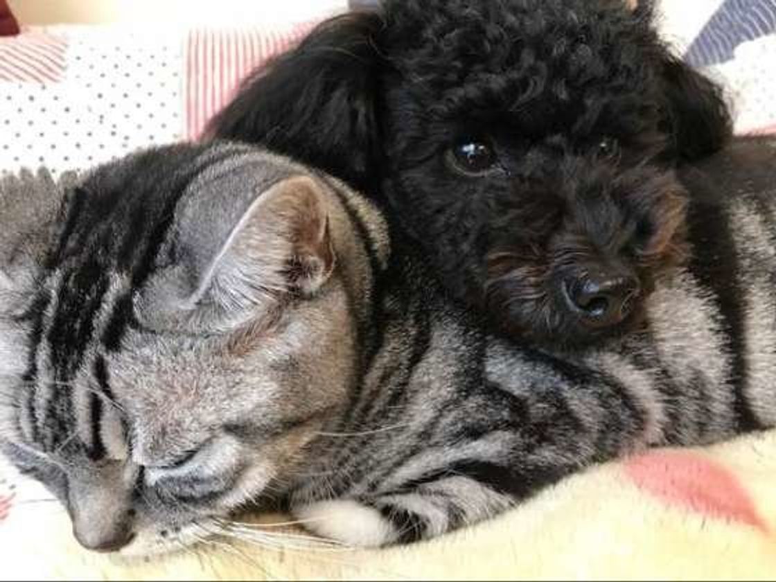 犬が排泄後に後ろ足で地面を蹴る理由 隠してるわけじゃなかった いぬのきもちweb Magazine 犬が排泄後に後ろ足で地面を蹴る理由 隠してるわけじゃなかった いぬのきもちweb Magazine