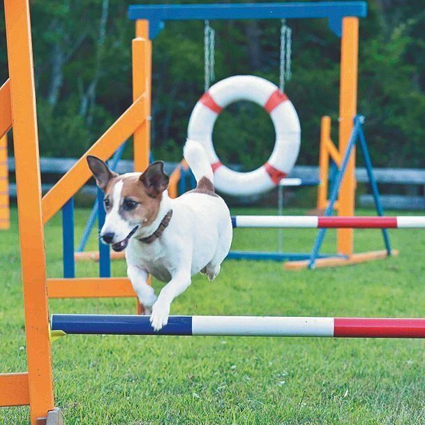 障害物をクリアする競技