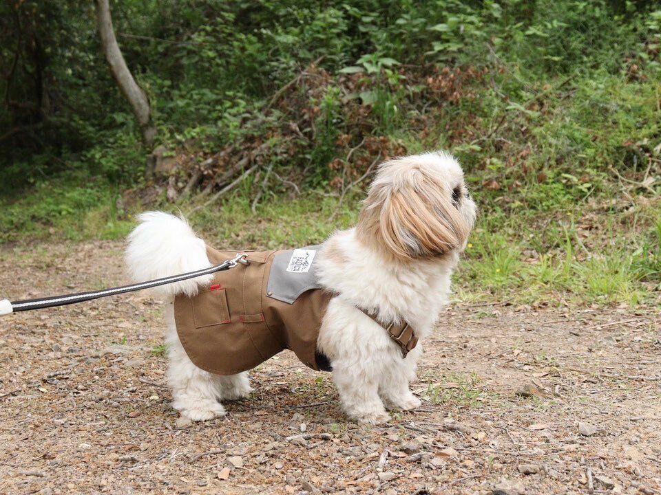 キャンプ中散歩を楽しむつぶちゃん