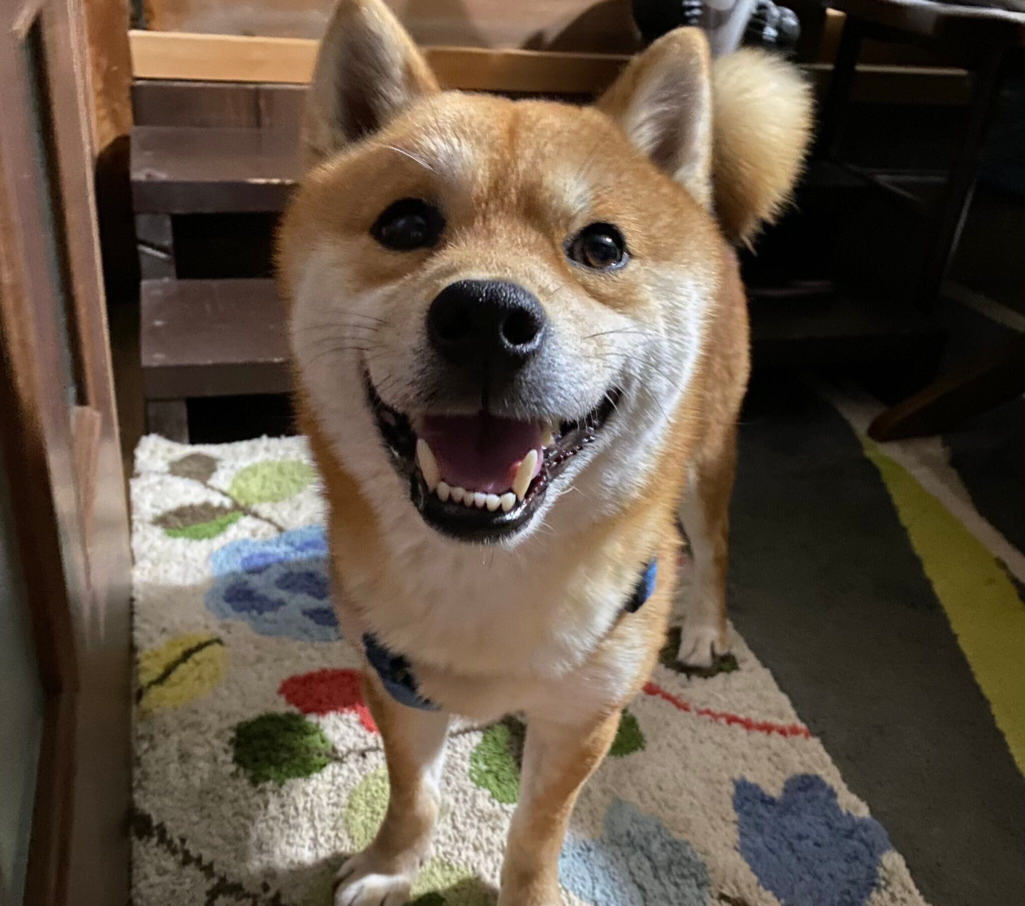 笑顔が可愛い福ちゃん