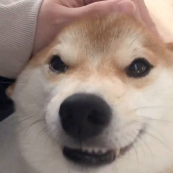 微笑むこてつくん