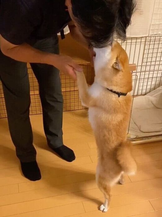 パパさんを出迎えるくうちゃん