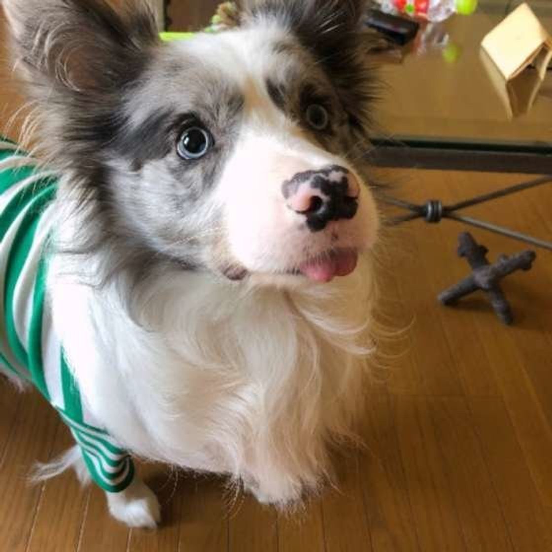 犬はどうやって あ 飼い主さんだ と気づく 判別ポイント2つ いぬのきもちweb Magazine 犬はどうやって あ 飼い主さんだ と気づく 判別ポイント2つ いぬのきもちweb Magazine