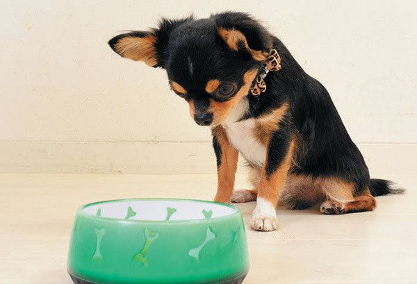 実はしなくていい あの しつけ デメリットしかないなんて いぬのきもちweb Magazine