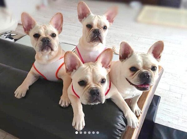 ソファに乗るイブちゃんと3姉妹