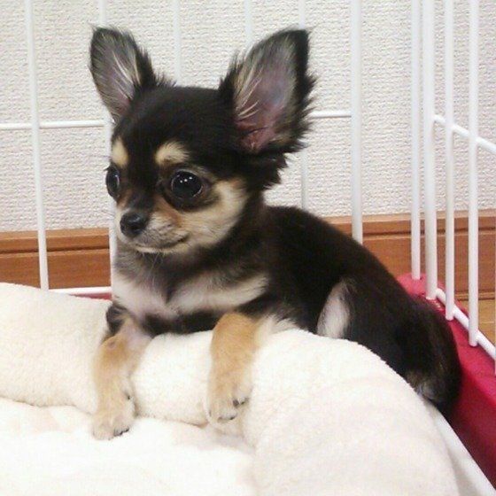 凛々しいお顔！チワワのチョコちゃん