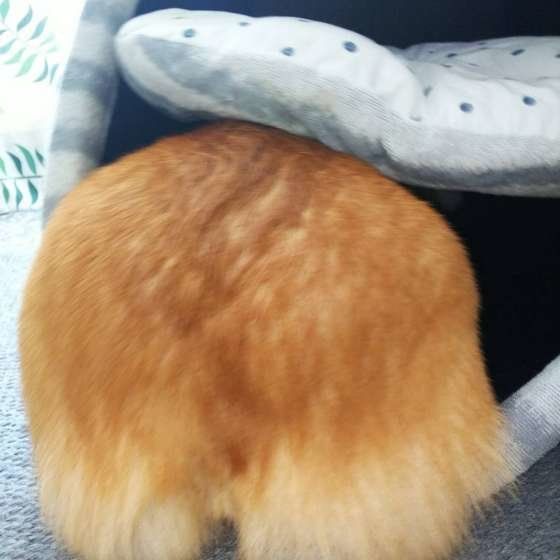 麦ちゃん  ウェルシュ・コーギー・ペンブローク