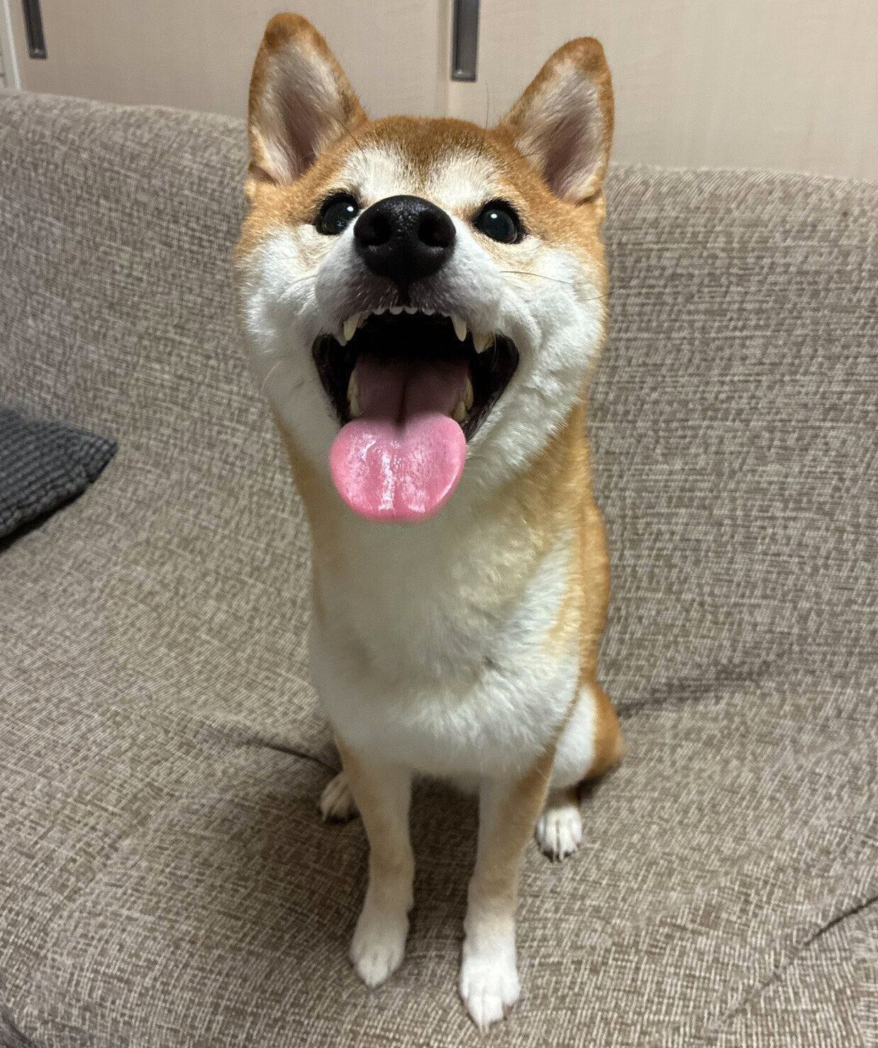 5才になったいそべくん