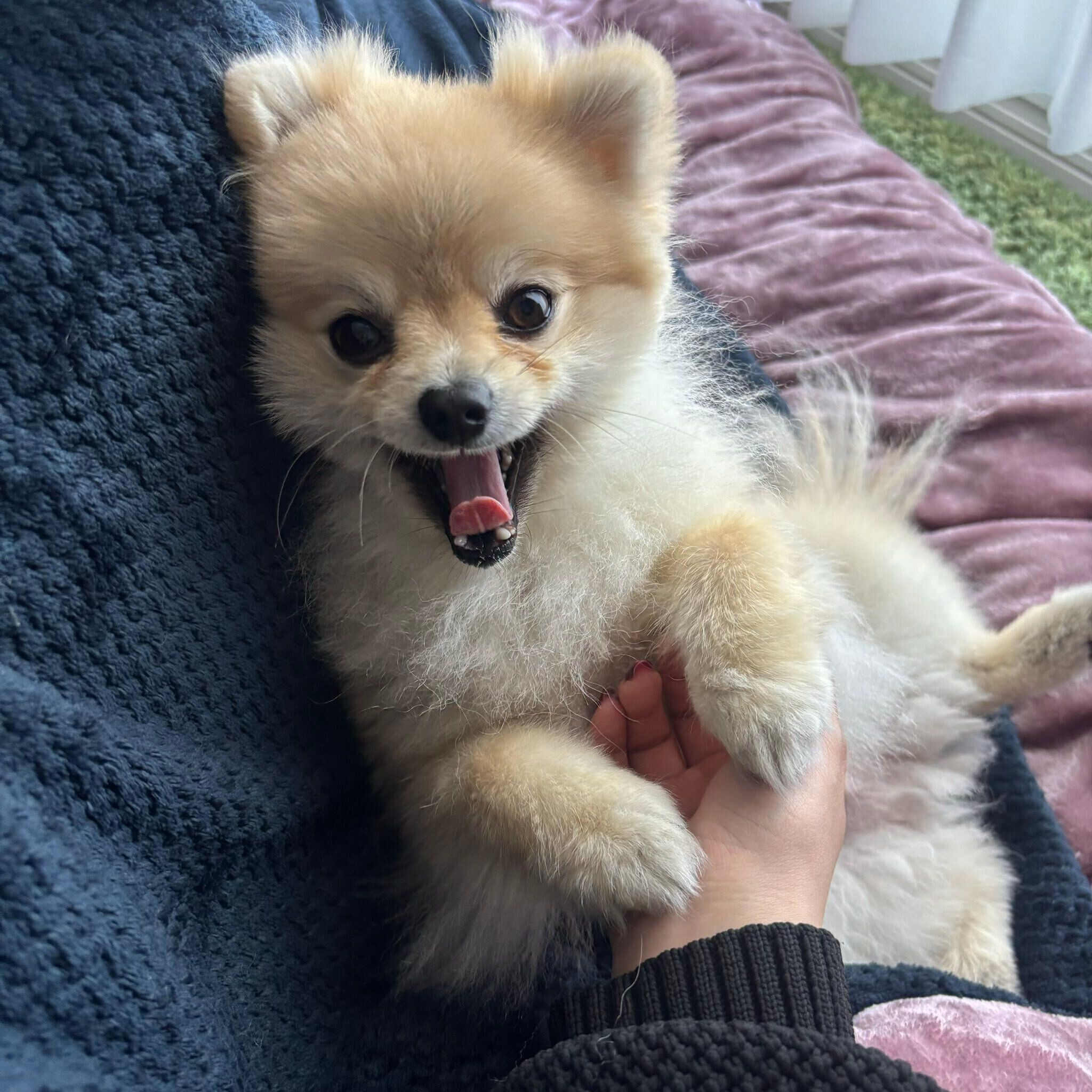 寝転がるほたてくん