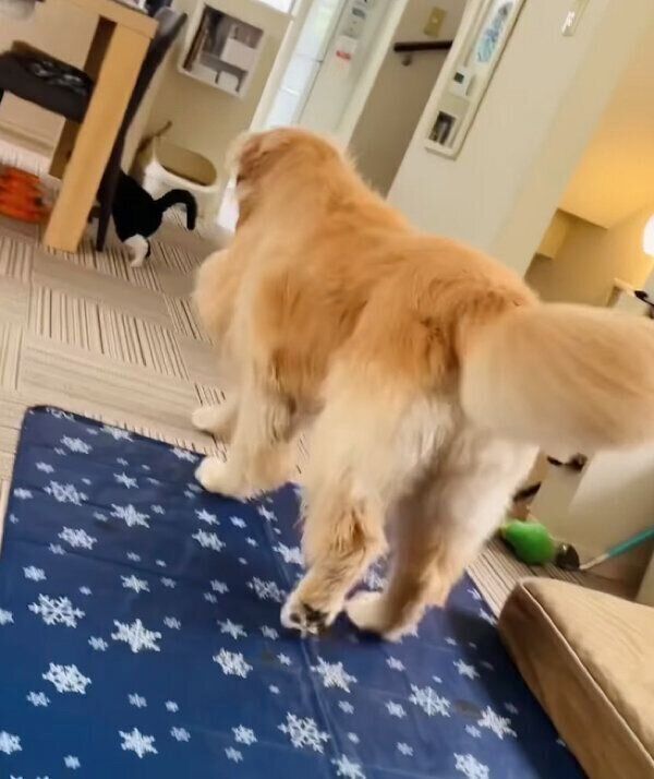 猫のウメちゃんを追いかける犬のコメちゃん